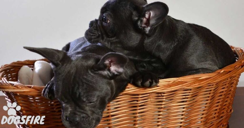 Why Can’t French Bulldogs Mate Naturally Or Breed And Reproduce On Their Own?