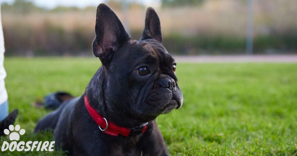 Blue Brindle French bulldog