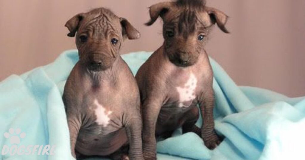 Breeding Hairless French Bulldogs