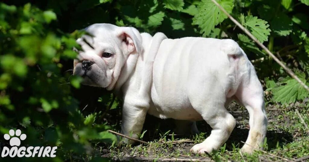 What Are Pink French Bulldogs, Show Stopping And Mesmerizing Color