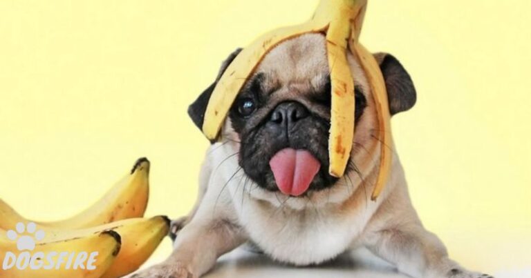 Can French Bulldogs Eat Bananas?