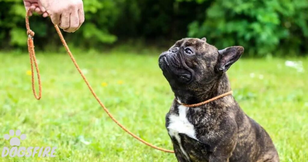 Effective Leash Training Tips