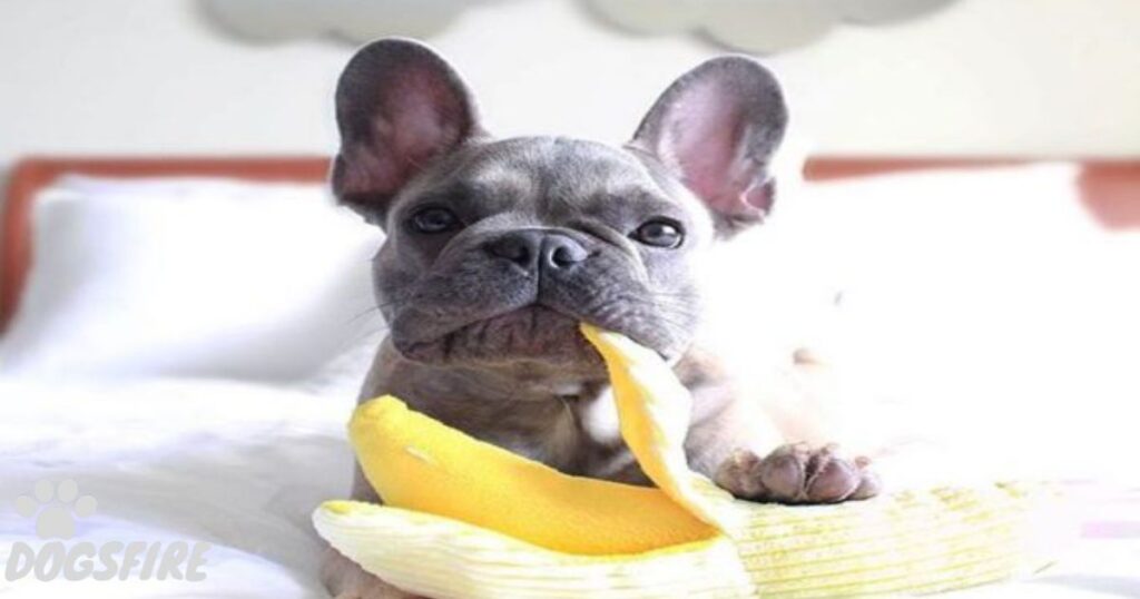 Fruits to avoid feeding French Bulldogs