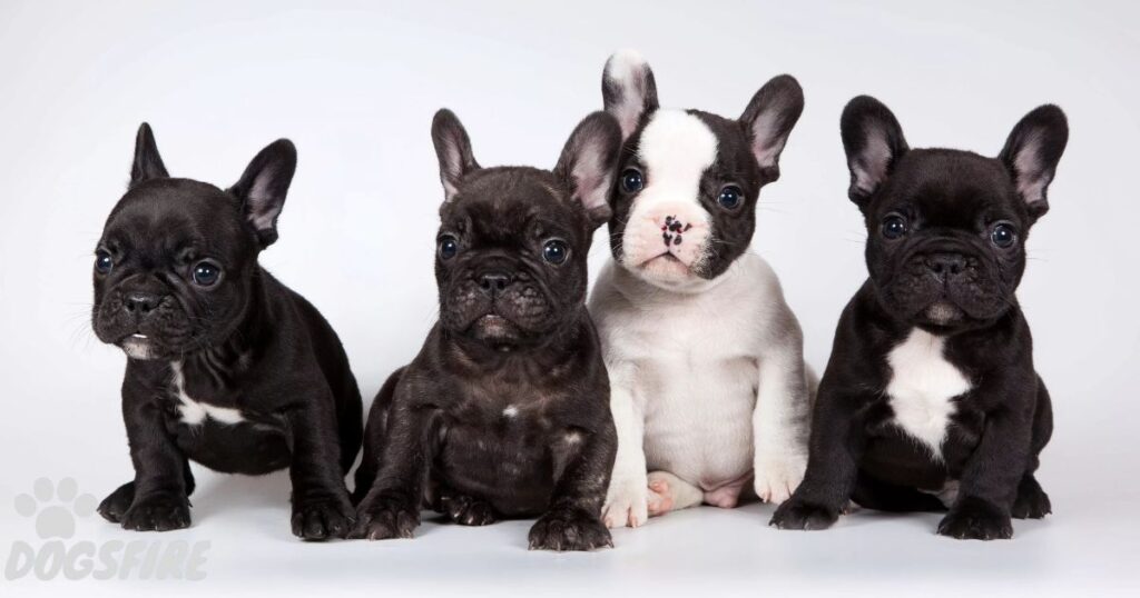 How Are Exotic French Bulldog Colors Made When