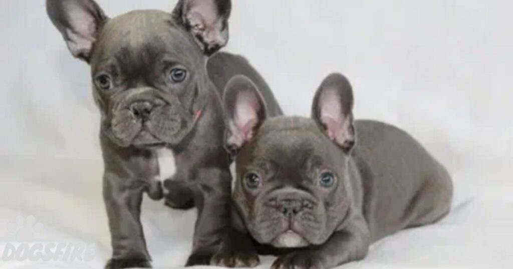 How Does Blue Brindle Occur in French Bulldogs?