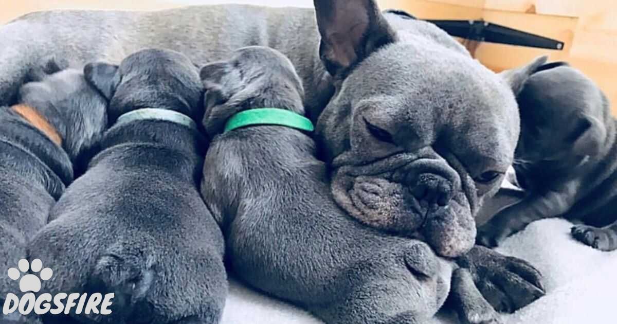 How Long Are French Bulldogs Pregnant