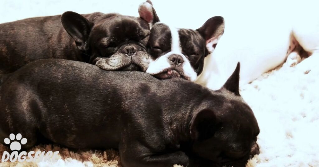 How Many Puppies Can French Bulldogs Have in a Litter?