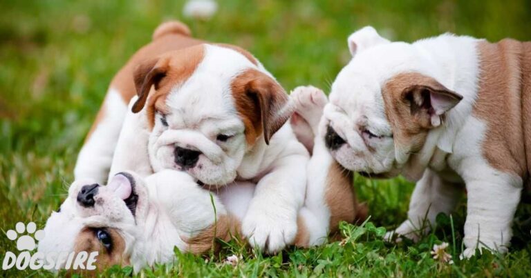 How Many Puppies Do French Bulldogs Have