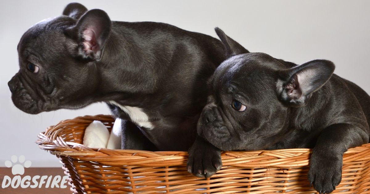 How Much Is a Blue French Bulldog Cost?