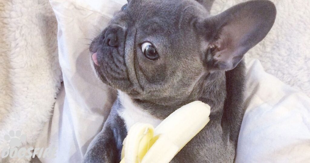 How to feed fruits to your French Bulldog