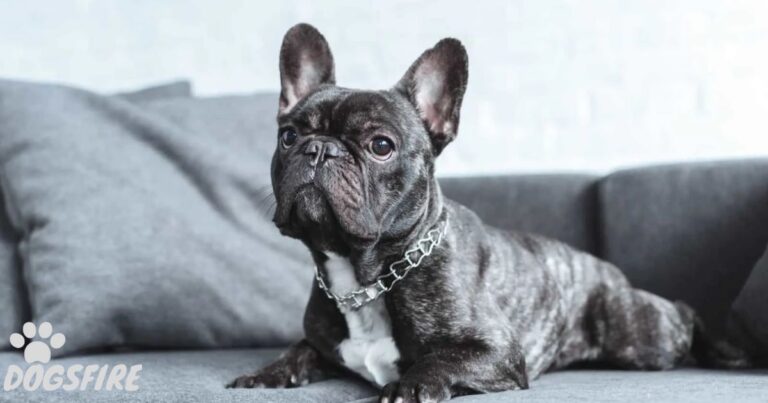 How To Train A French Bulldog