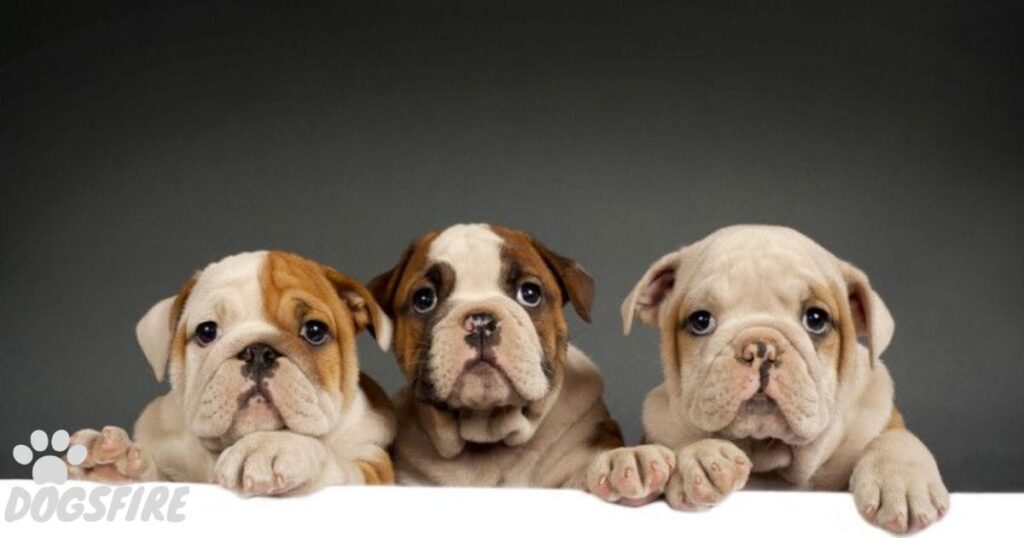 Overall scarcity of well-bred French Bulldogs