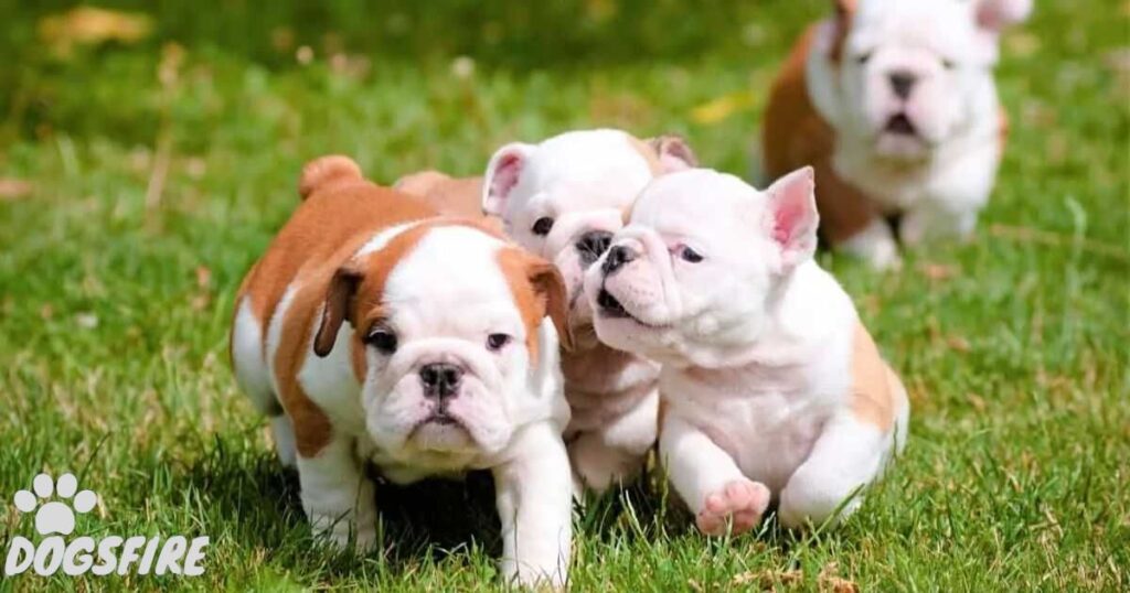 They Produce Small Litters Puppies