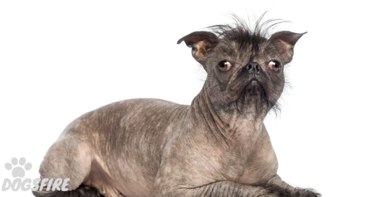 What are Hairless French Bulldogs? | An Incredible New Variety of Frenchies