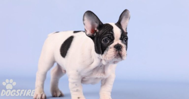 What are Husky Koi French Bulldogs? New Fad Color Taking Over