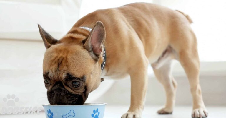 what-can-french-bulldogs-eat