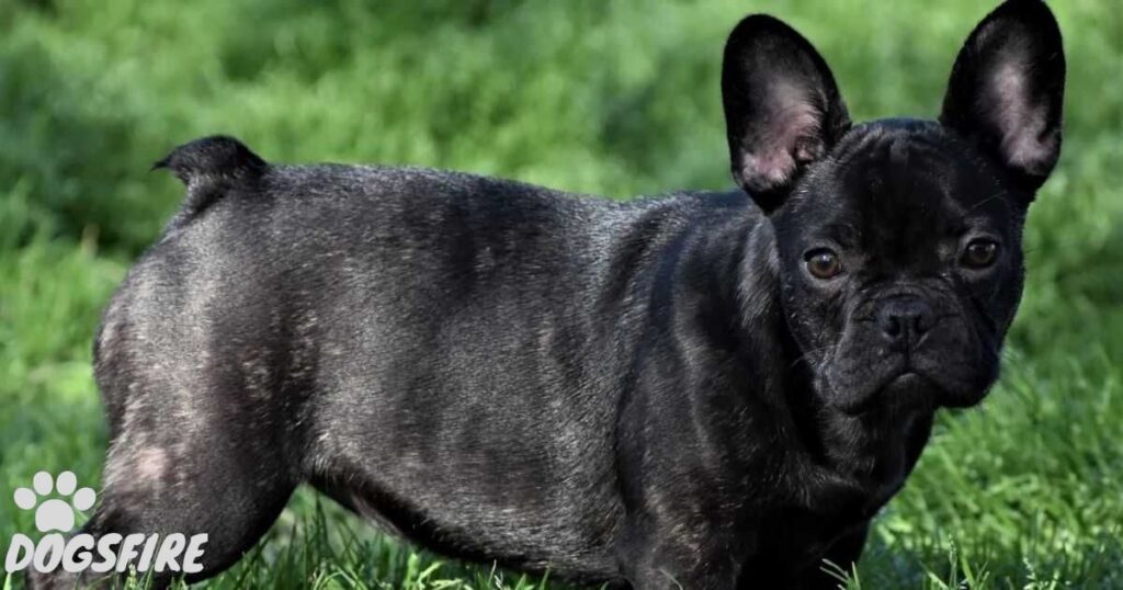 What Is a Blue Brindle French Bulldog?