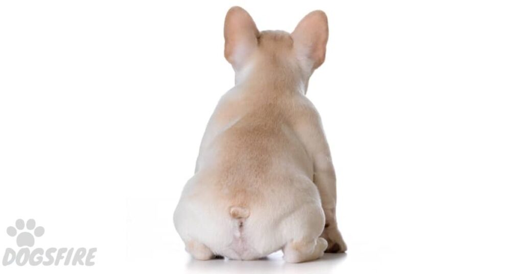 What is a Tail Pocket on a French Bulldog?