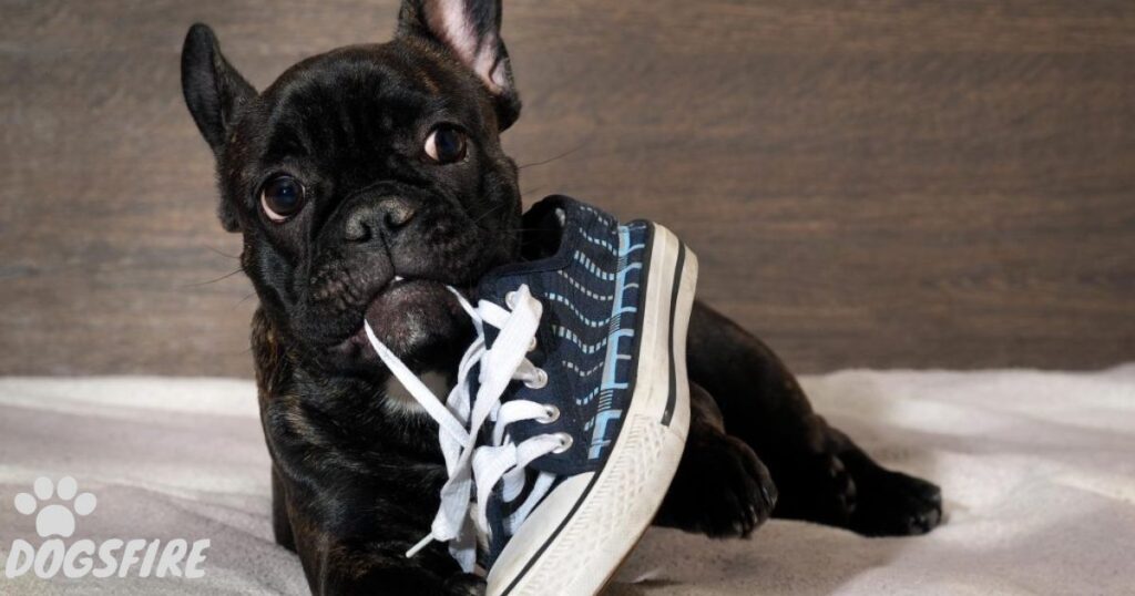 When to Start Training Your French Bulldog?