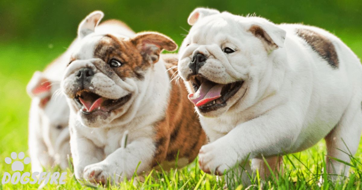 Why Are French Bulldogs So Expensive?