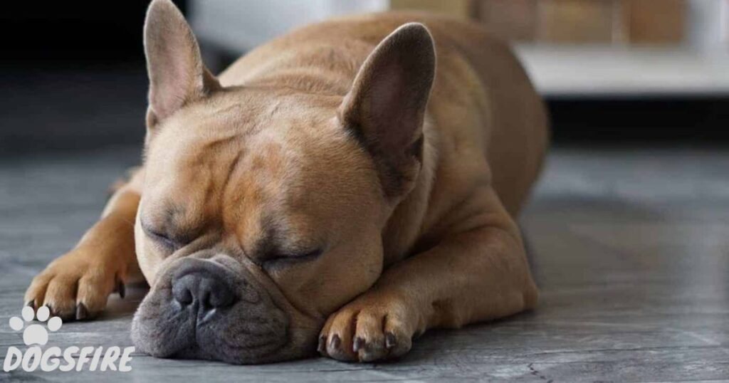 8 Factors that Affect a French bulldog’s Lifespan