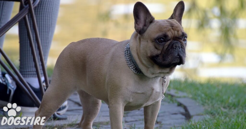 Does Exotic Coloring Affect Lifespan of French Bulldog?