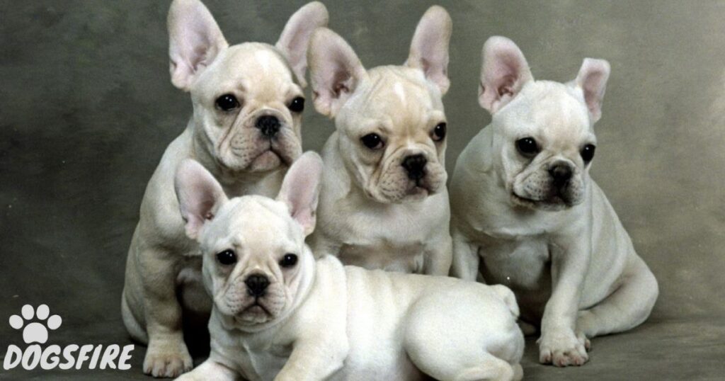 French Bulldog Medications and Vet Visits