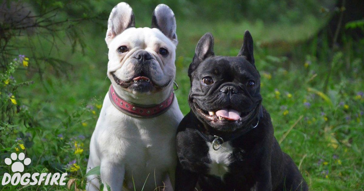 How Big Do French Bulldogs Get?