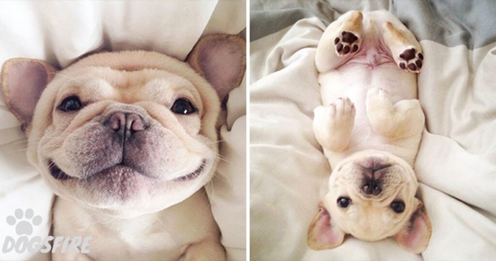 How Do French Bulldogs Grow?