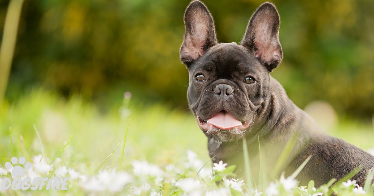 How Long Do French Bulldogs Live?