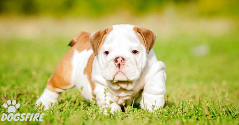 How Much Do French Bulldogs Cost?