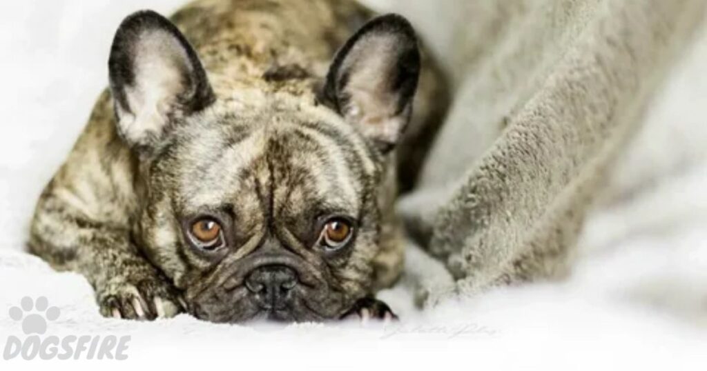 How Much Does a French Bulldog Cost Per Month?