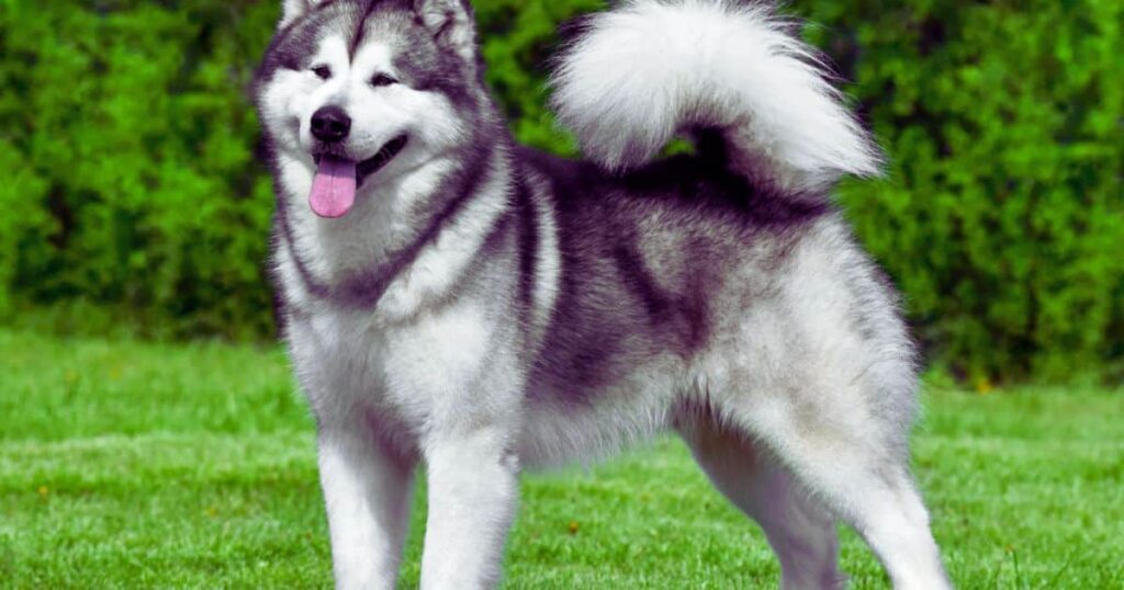 Alaskan Malamute