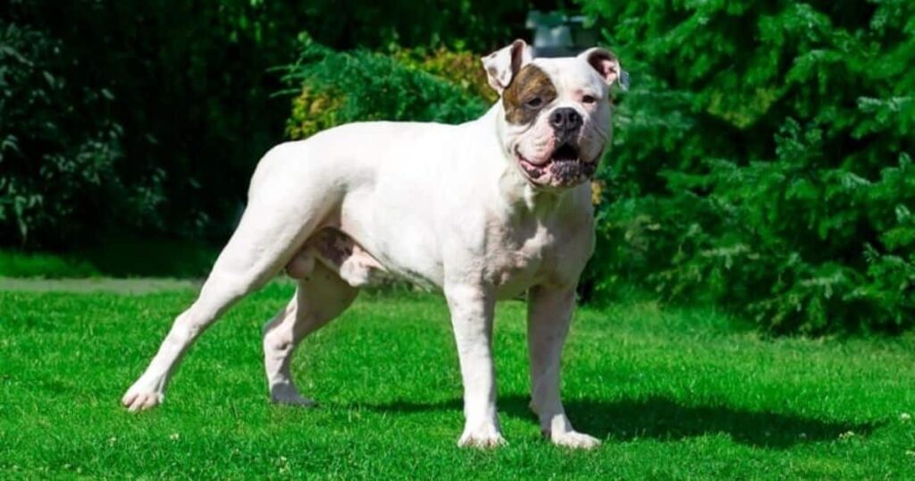 American Bulldogs Don't "Bull" Around with 305 PSI