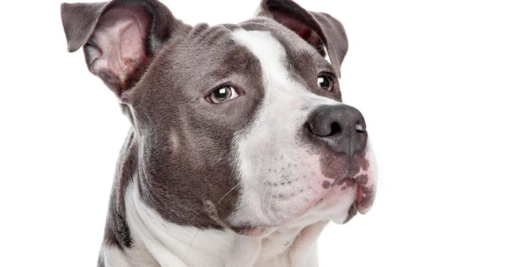 American Pit Bull Terrier