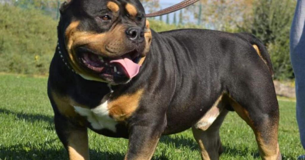 Black Tri Bully