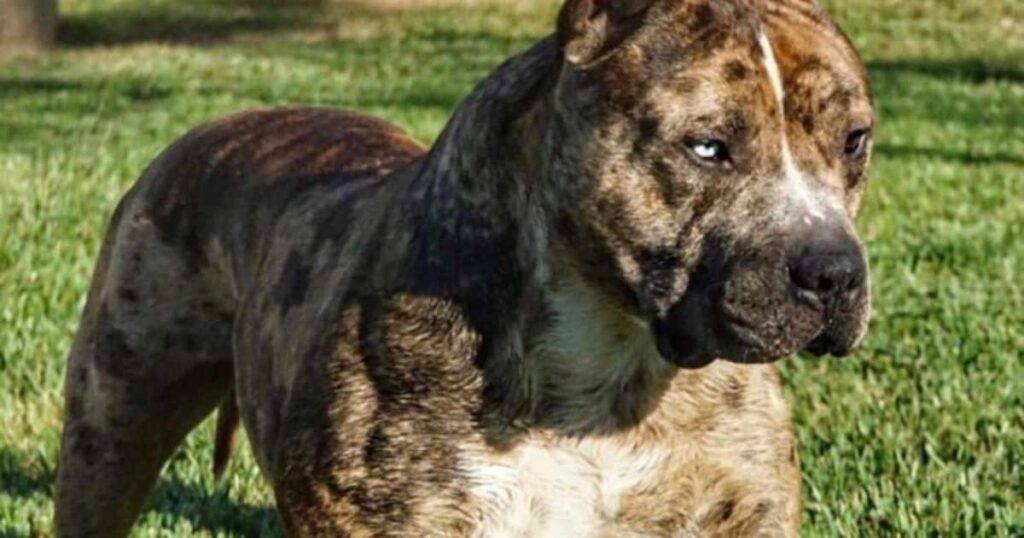 Brindle Tri Bully