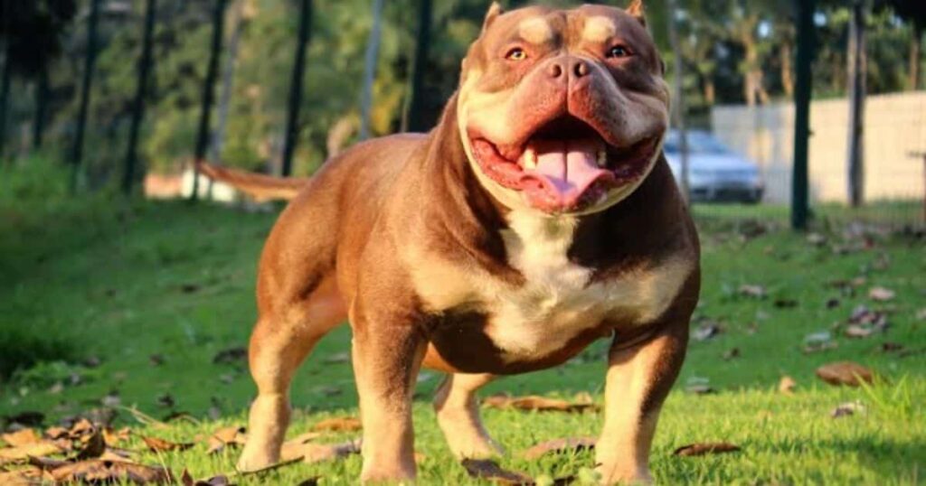 Choco Tri Bully