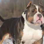 Different Types of Tri-Color Bully