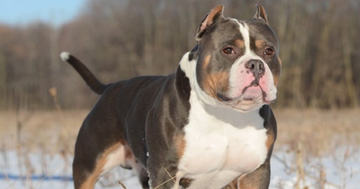 Different Types of Tri-Color Bully