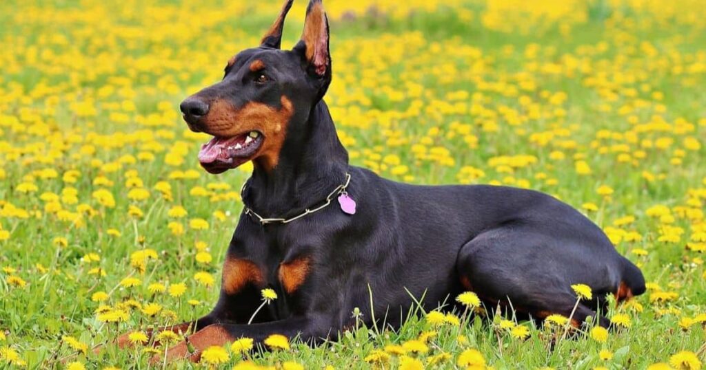 Doberman Pinscher