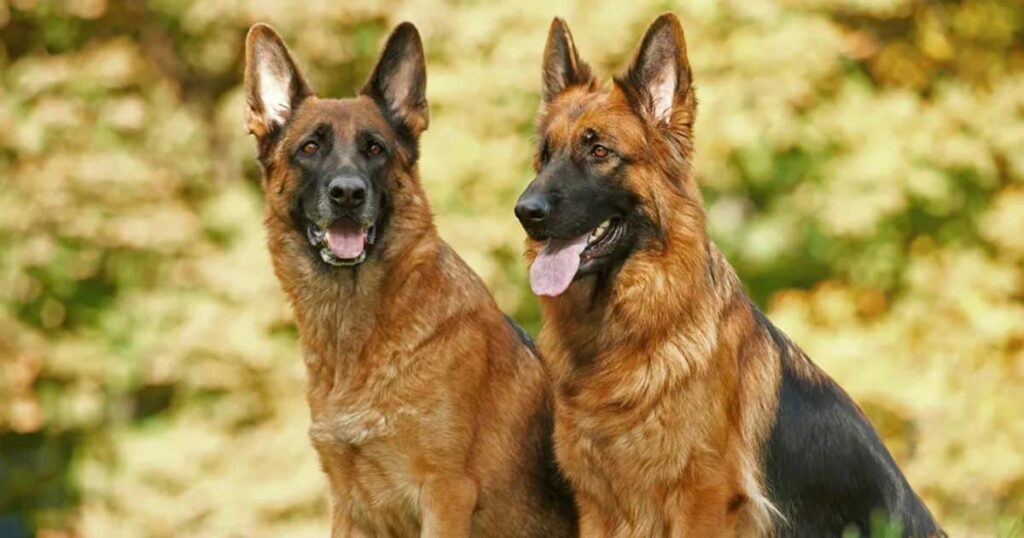 German Shepherd