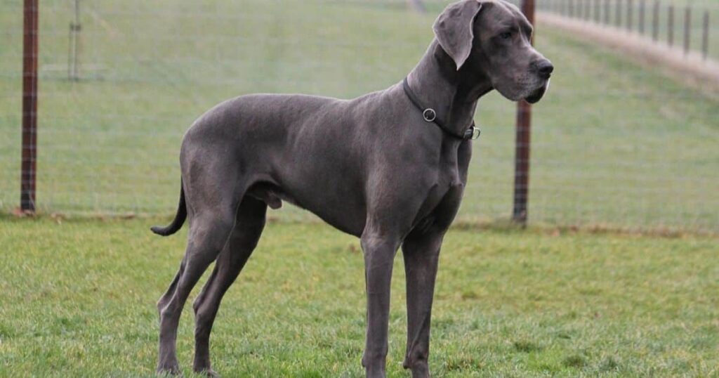 Great Dane