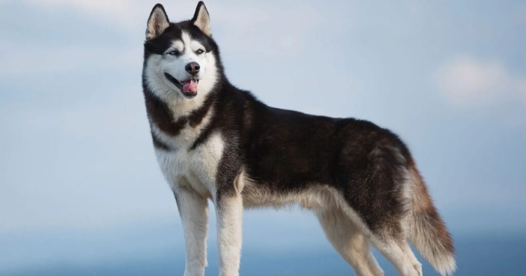 Husky