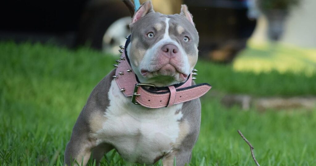 Lilac Tri Bully