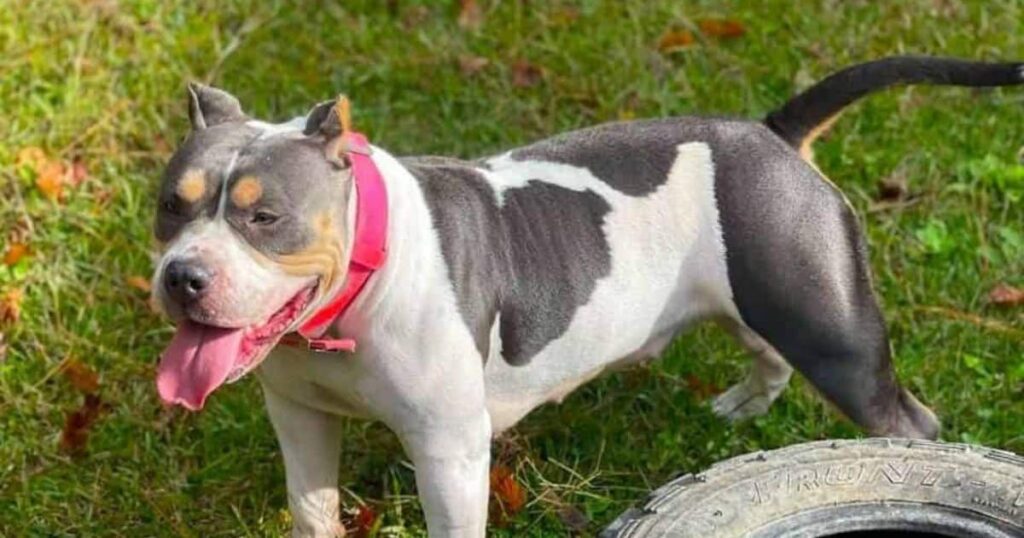 Piebald Tri Bully