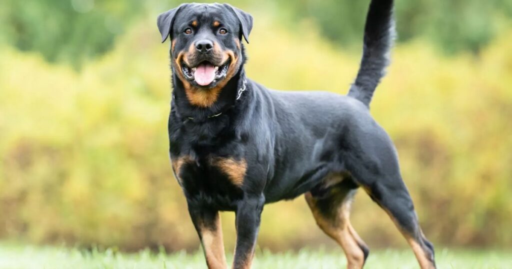 Rottweiler