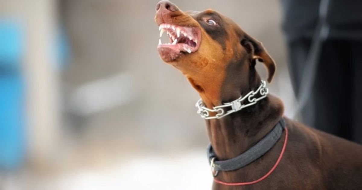 The 10 Most Dangerous Dog Breeds