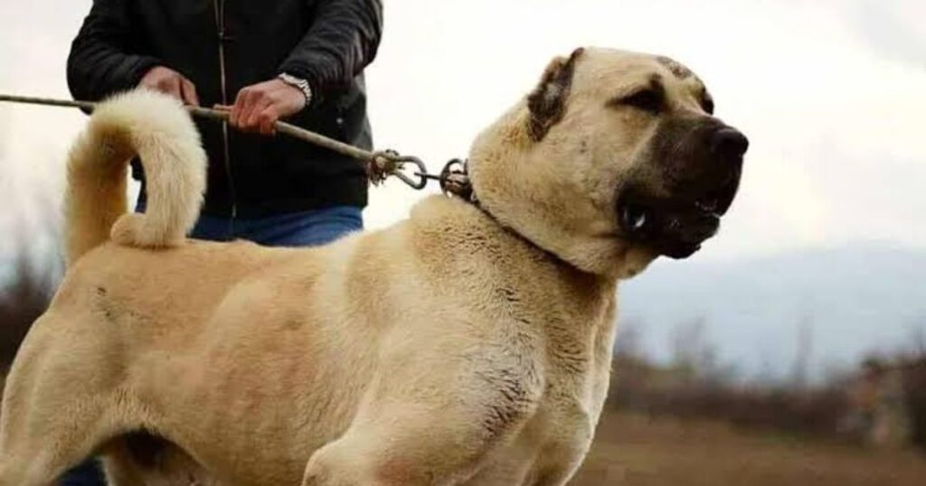 The 743 PSI Beast: The Kangal Shepherd from Turkey