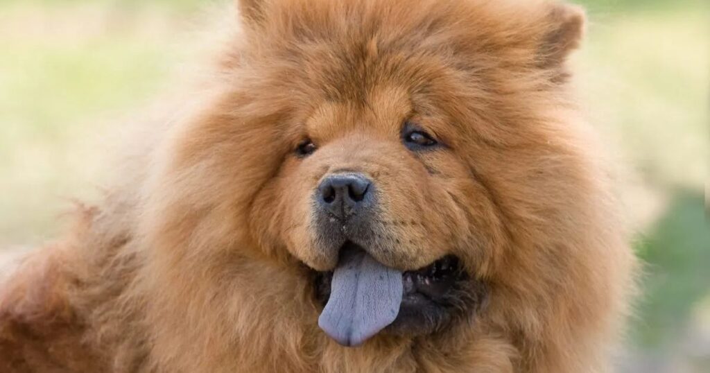 The Chow Chow